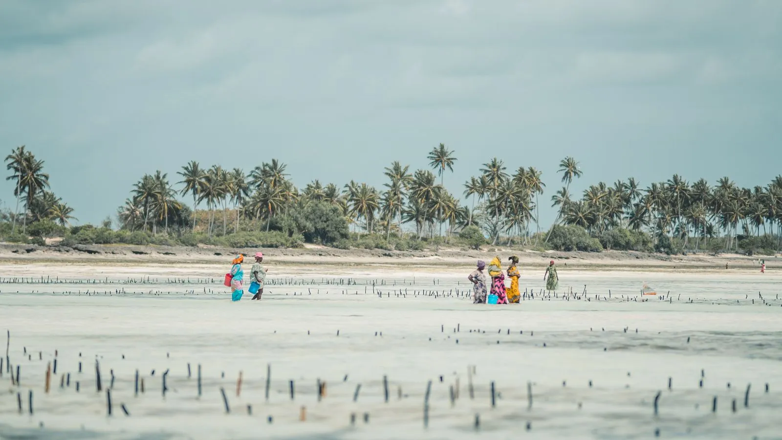 Seaweed farmers in bright dresses on the tidal flats with palms behind