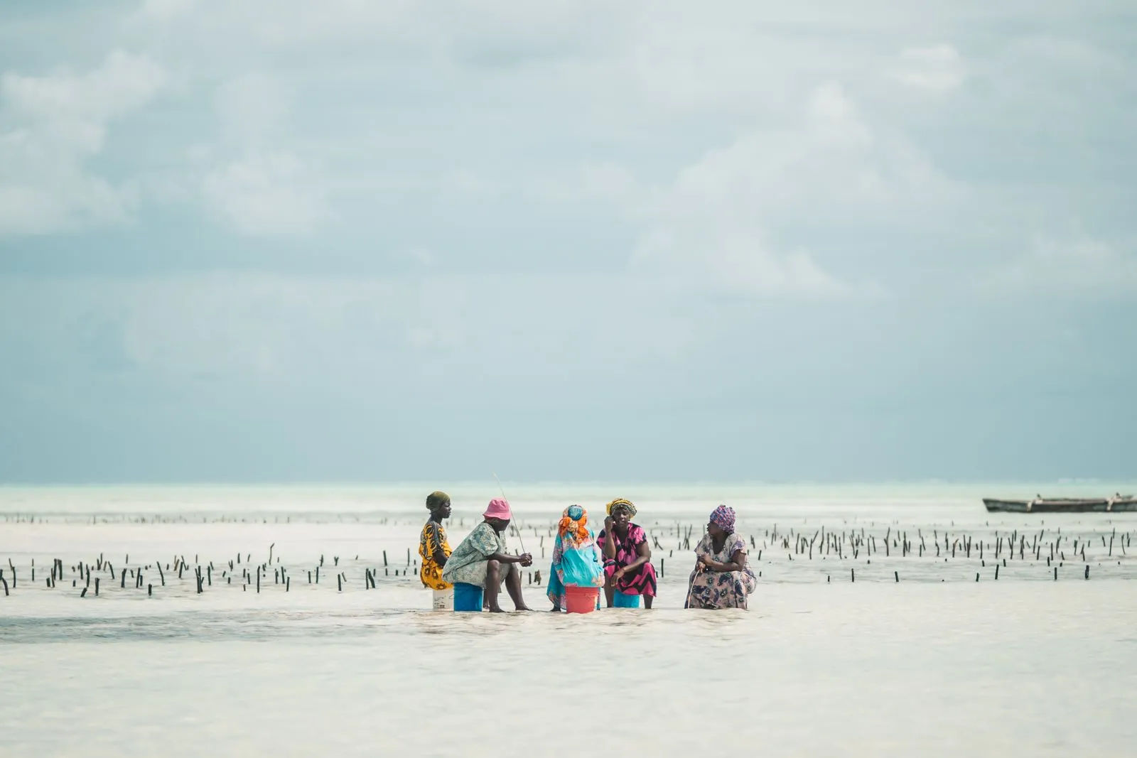 Women tending seaweed plots in shallow water at low tide