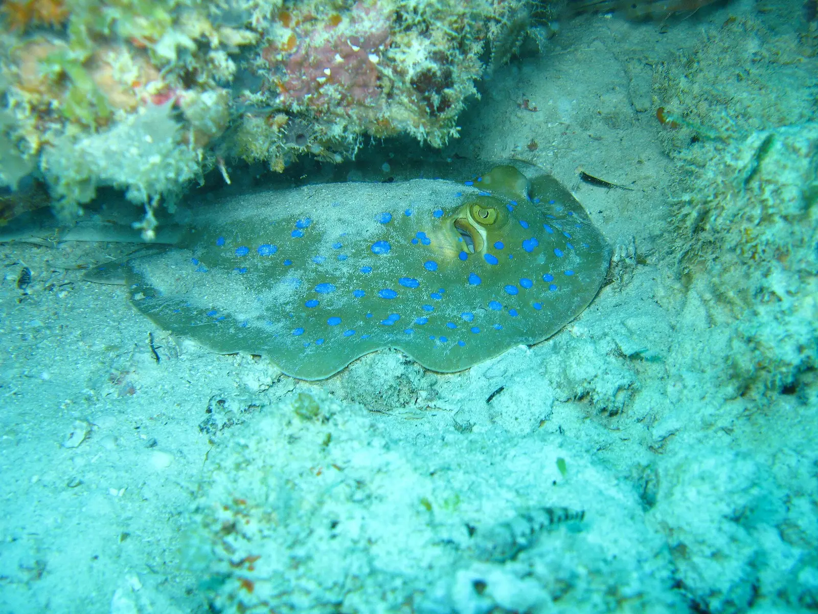 Blue-spotted stingray resting on sand under a coral ledge at Mnemba Atoll