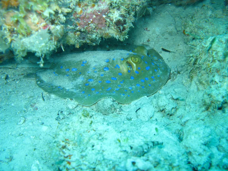 Blue-spotted stingray resting on sand under a coral ledge at Mnemba Atoll