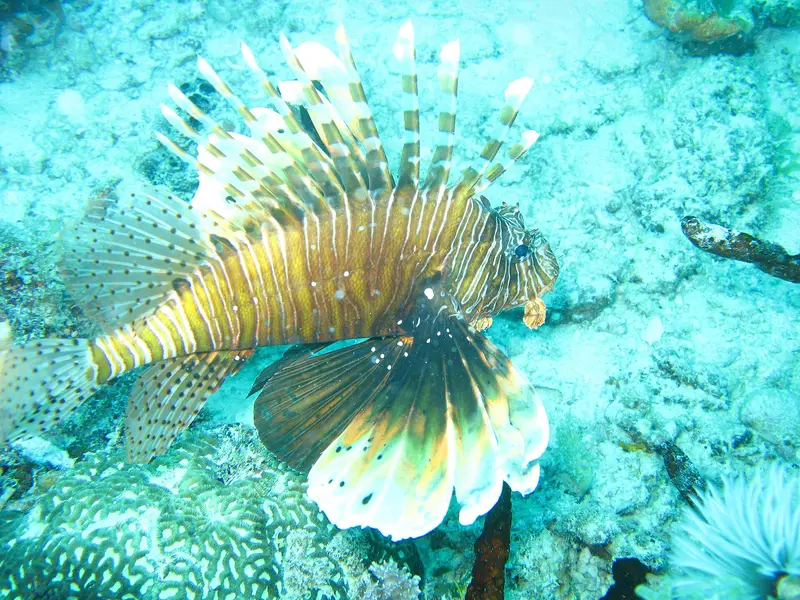 Lionfish swimming over coral on the reef at Mnemba Atoll