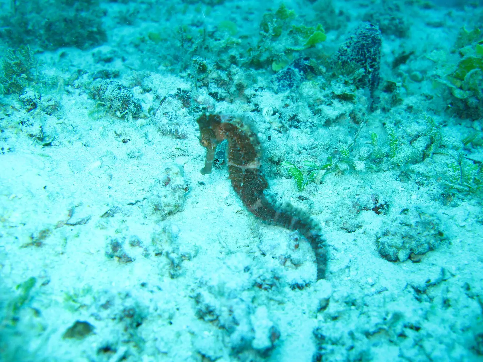 Seahorse on the sandy seabed of the reef at Mnemba Atoll