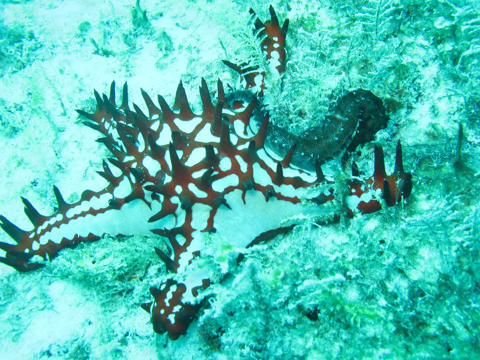 Seahorse beside a spiky red and white sea cucumber on the reef at Mnemba Atoll