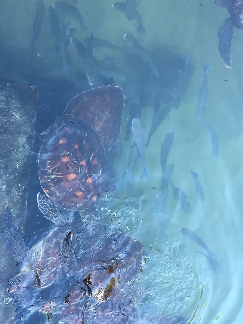 Sea turtles and fish in a pool at Nungwi, seen from above