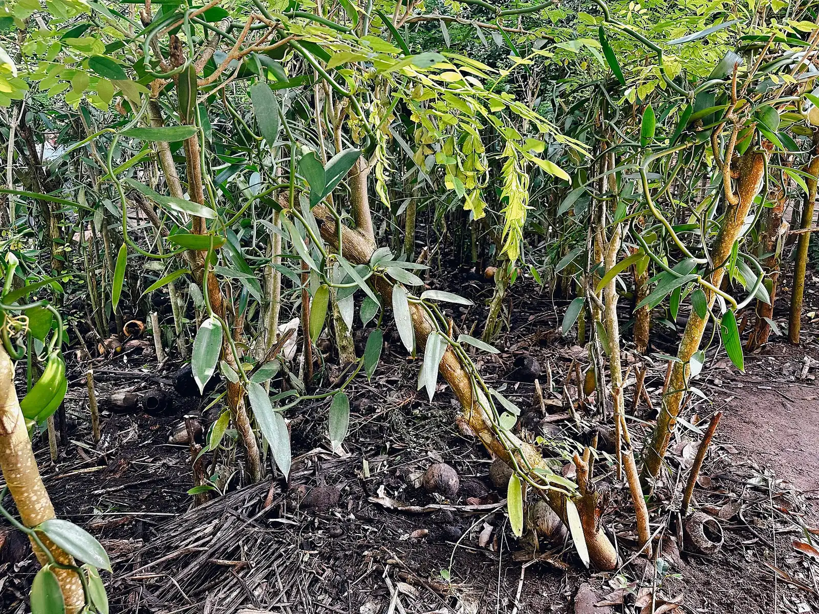 Vanilla vines climbing support trees on a spice farm at Dole