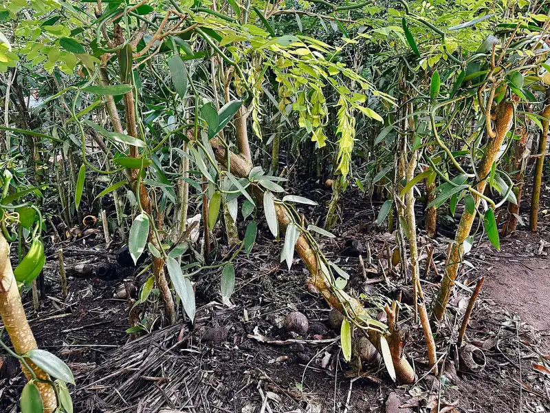 Vanilla vines climbing support trees on a spice farm at Dole