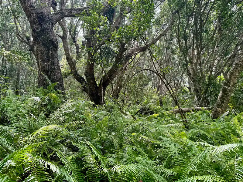 Old trees above a floor of ferns in Jozani forest