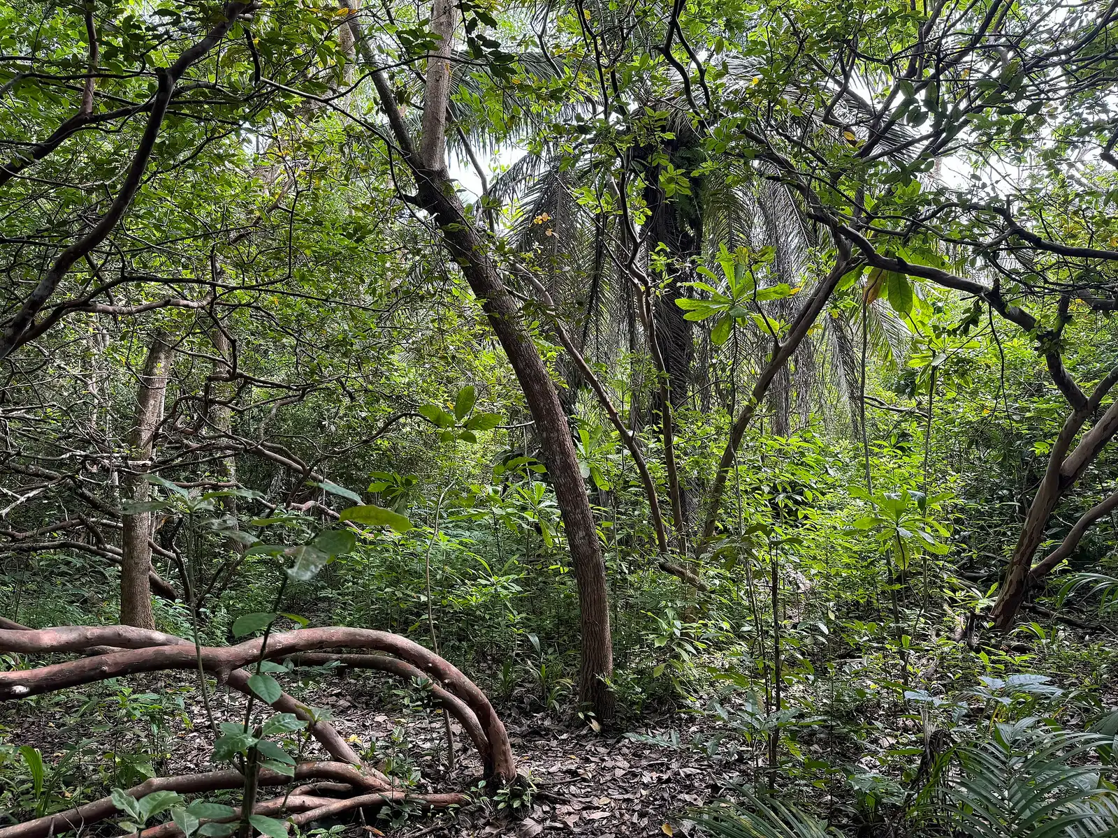 Dense coastal forest with palms and looping vines in Jozani Chwaka Bay National Park