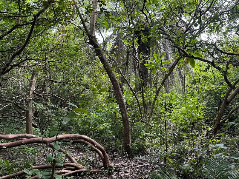 Dense coastal forest with palms and looping vines in Jozani Chwaka Bay National Park