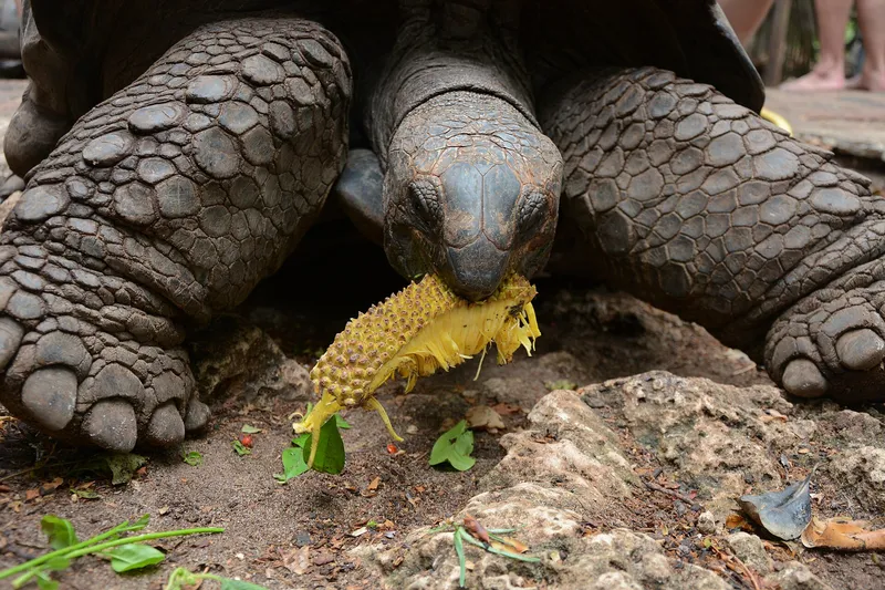 Aldabra giant tortoise eating a leaf stalk on Changuu Island