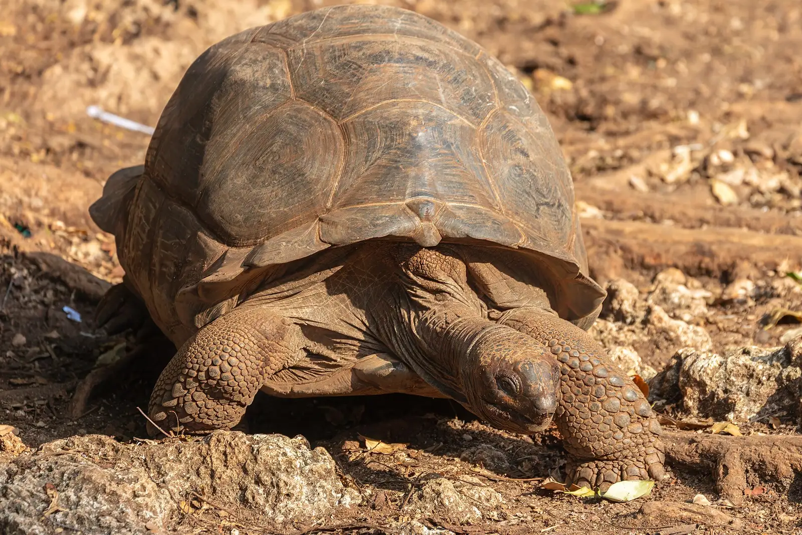 Aldabra giant tortoise walking over coral rock on Changuu Island