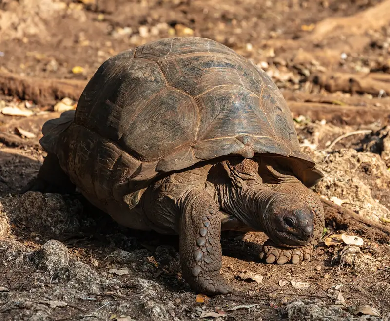 Aldabra giant tortoise in dappled sun on Changuu Island