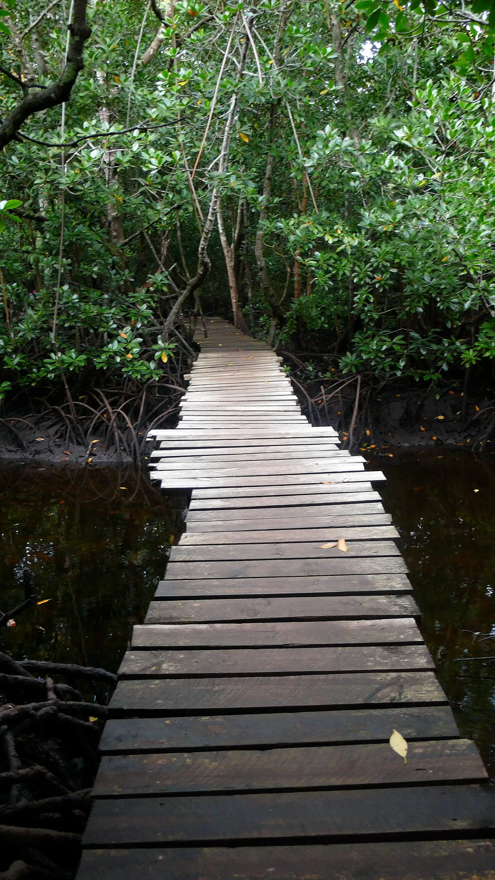 Wooden plank boardwalk through the mangroves at Jozani