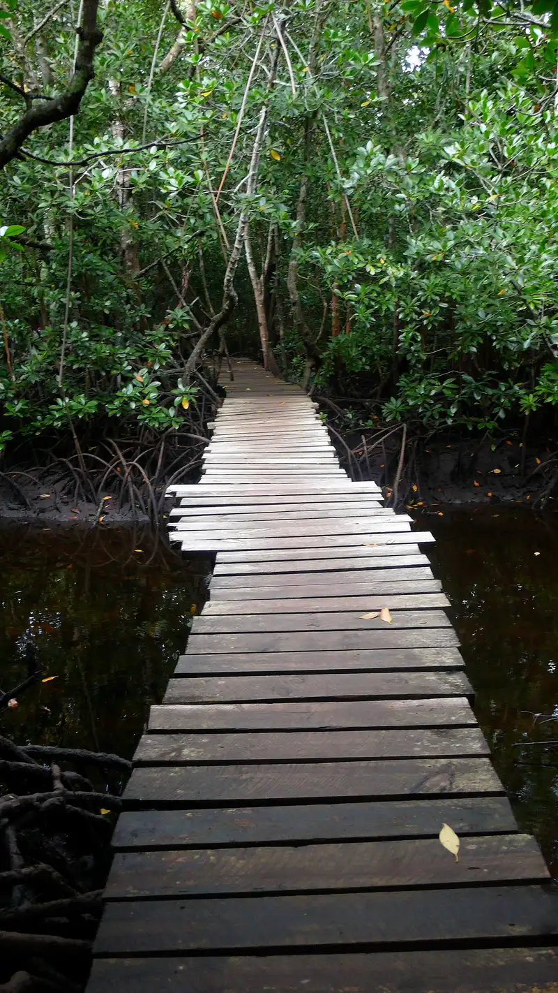 Wooden plank boardwalk through the mangroves at Jozani