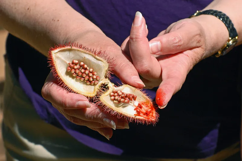 Open annatto seed pod with red seeds held in two hands on a spice farm