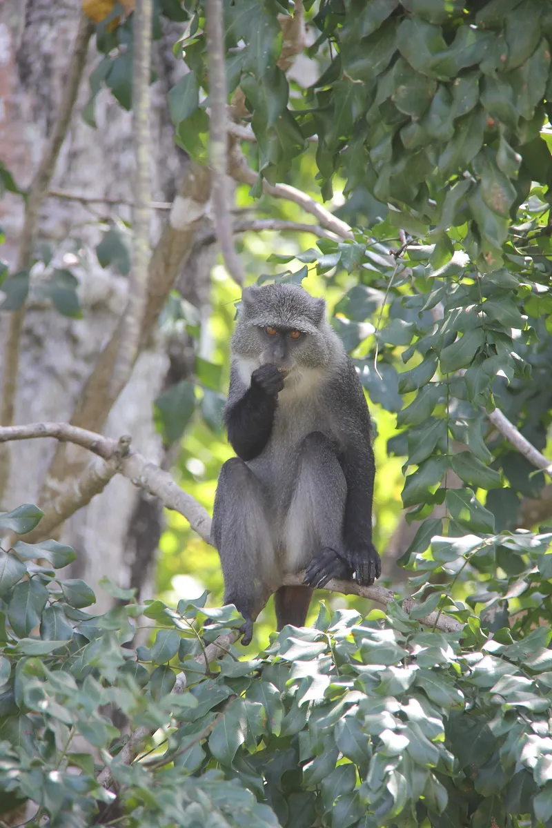 Sykes's monkey sitting on a branch in Jozani forest