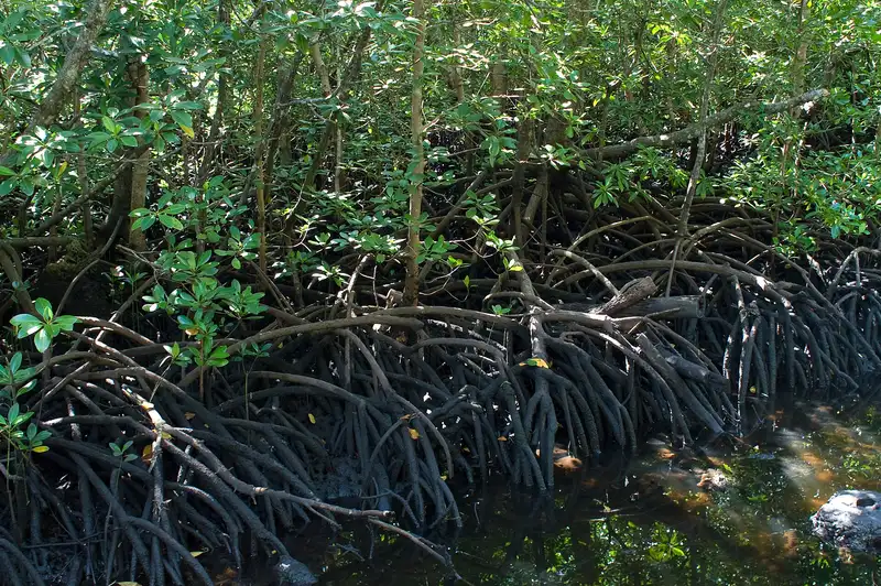 Tangled mangrove roots over dark water in Jozani Chwaka Bay National Park