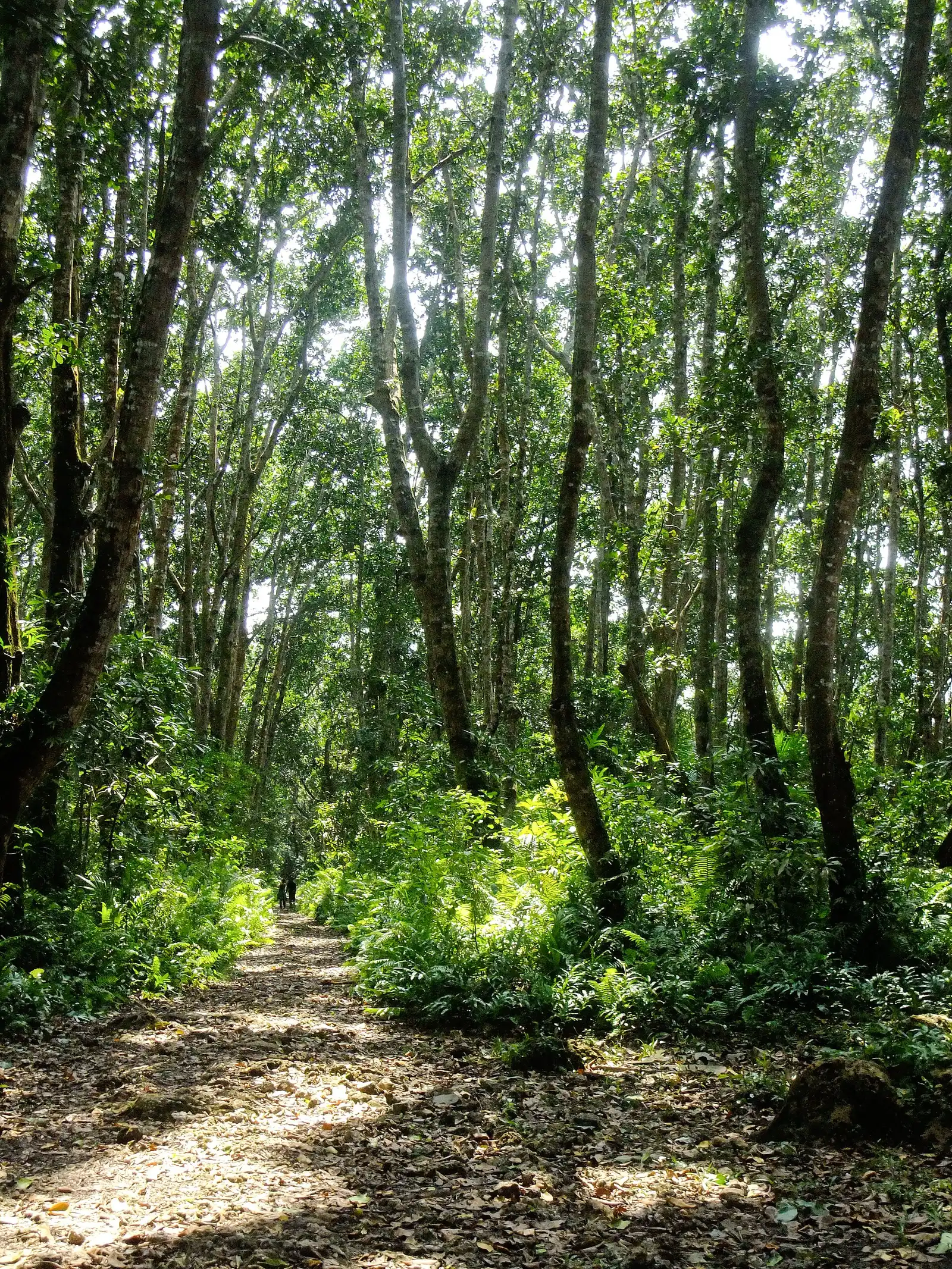 Path through tall trees and ferns in Jozani Chwaka Bay National Park