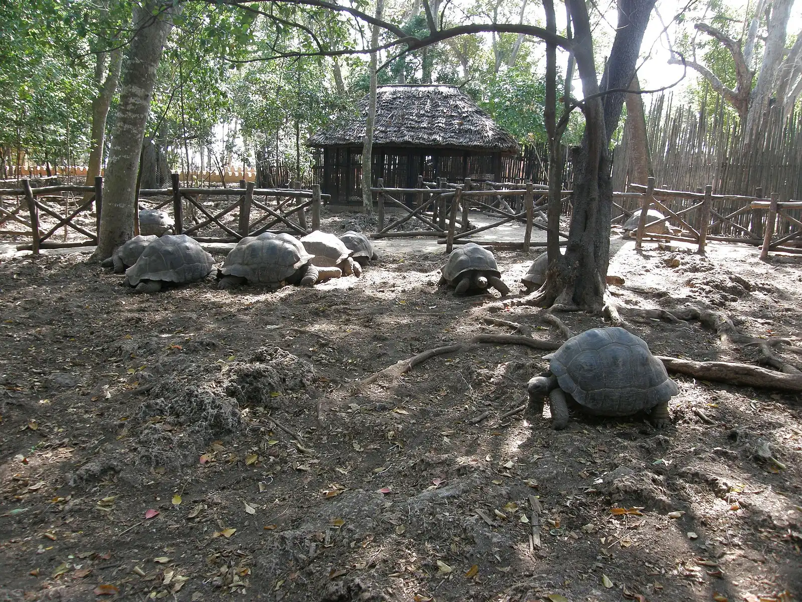 Giant tortoises in the shaded enclosure on Changuu (Prison) Island