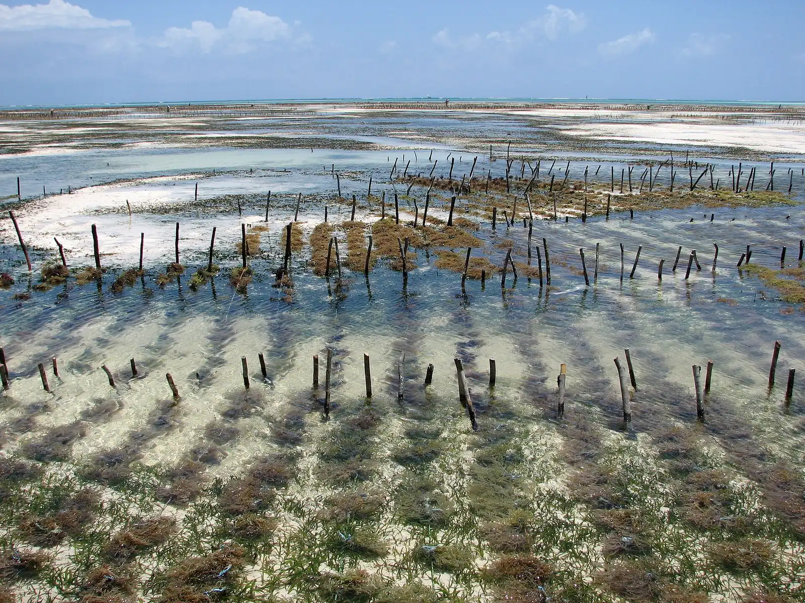 Seaweed farm stakes in the shallow lagoon at Jambiani at low tide