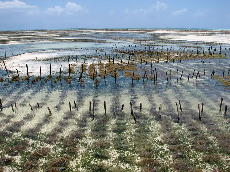 Seaweed farm stakes in the shallow lagoon at Jambiani at low tide
