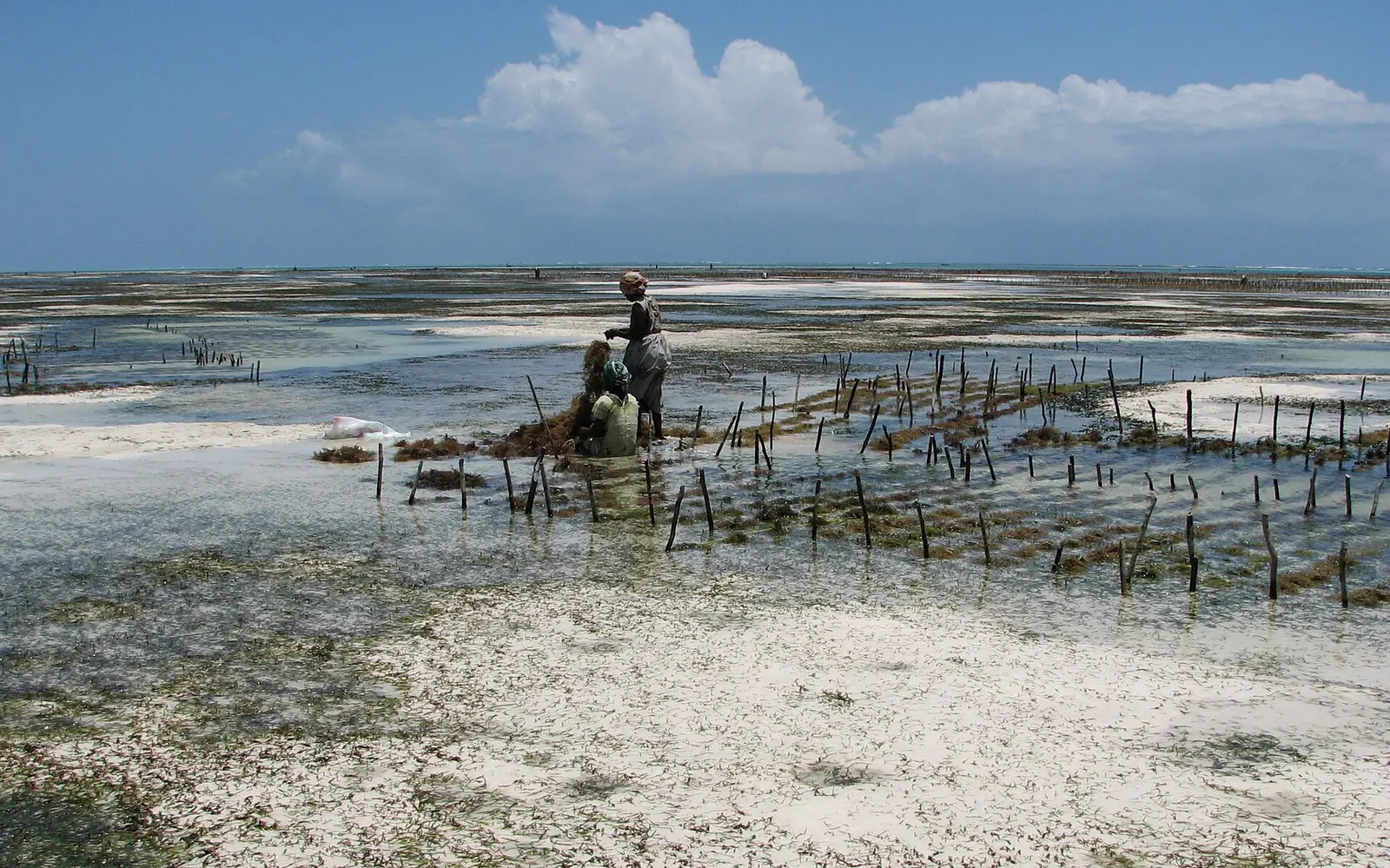 Two seaweed farmers working a plot on the Jambiani tidal flats, seen from a distance
