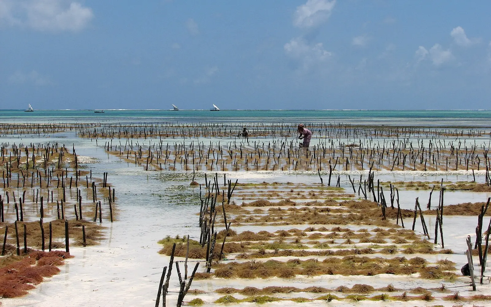 Rows of seaweed plots on the Jambiani flats at low tide, with dhows on the reef line